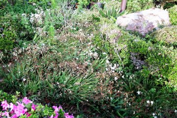 <p>It's so windy on top of the hill that flowers and plants are swept down to the ground</p>