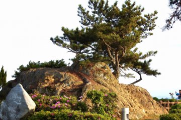 <p>Salty wind changed the color of a pine tree from green to brown</p>