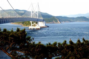 <p>Pine trees and Great Naruto Bridge</p>