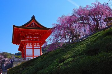 <p>Weeping cherry trees and Nio-mon Gate</p>