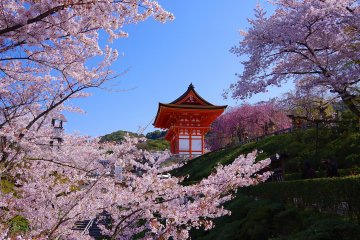 <p>Beautiful cherry blossoms at Kiyomizu-dera</p>
