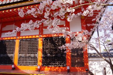 <p>Cherry blossoms and Tamura-do, the memorial building for Tamura-maro</p>