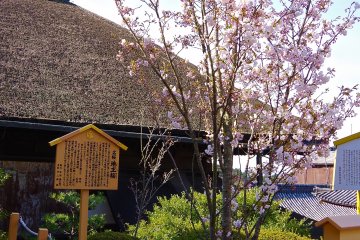 <p>The description on the sign says that this cherry tree is the one in the Noh story of Tamura-maro</p>