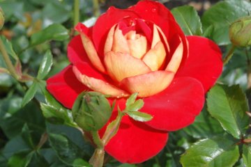 Roses fill the park in spring.