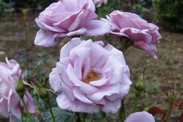 The roses here are lovely.
