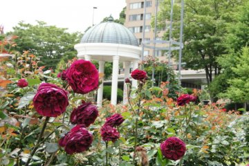 There are more than 120 varieties of roses here.