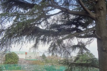 <p>Huge Himalayan cedars create comfortable and shady paths here</p>