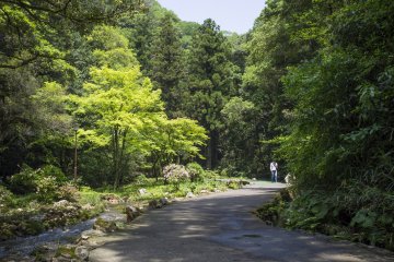 <p>Lush green scenery accompanying the walk to the cave.</p>