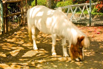 <p>A grazing pony</p>