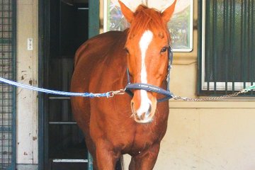 <p>A horse about to be groomed</p>