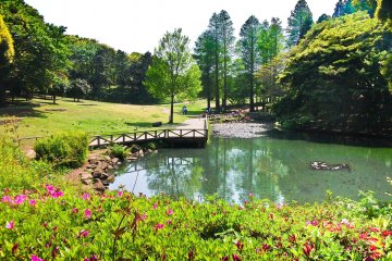 <p>Main pond</p>