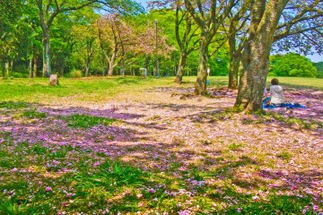 <p>Last of the remaining cherry blossoms</p>