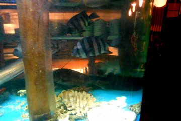 <p>Swimming striped beakfish</p>