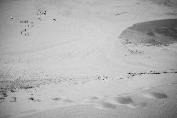 <p>A small congregation slowly making their way across the desert.&nbsp;</p>
