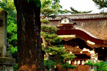 <p>Pine tree and Kara-Mon (main gate) of Toyokuni Shrine</p>