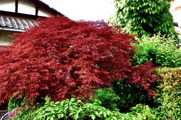 <p>Red and green on the grounds of Hokoji Temple</p>