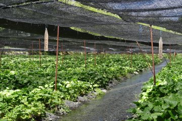 <p>Rows of wasabi</p>