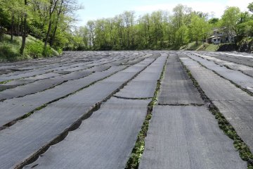 <p>During the months of May to October the wasabi field has black mesh stretched across it for sun protection.</p>