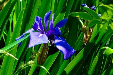 <p>Beautiful combination of blue and green</p>