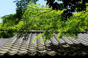 <p>Fresh green in May</p>
