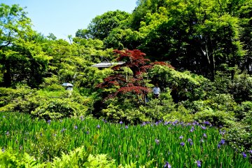 <p>Iris field&nbsp;under the blue sky</p>