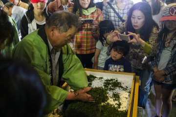 <p>A staff member from the teahouse showing visitors how to massage and dry out the tea leaves to ensure maximum flavour.</p>
