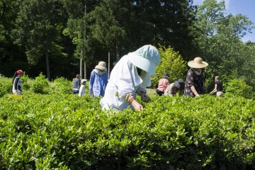 <p>An elderly woman plucking tea leaves from the plantation.</p>