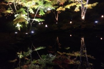 Reflection of the foliage in the pond.