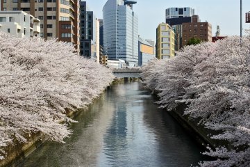 Pohon sakura ini bermekaran pada kedua sisi sungai, membuat sekeliling bewarna.