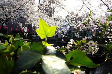 Satu daun kesepian melambaikan ke pohon sakura dan tersenyum pada matahari.