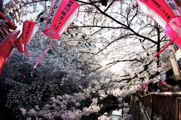 Bunga-bunga sakura menjadi gelombang warna dan aroma sebagaimana banyak pengunjung menikmati mengambil foto mereka dan bunga-bunga itu dikelilingi oleh mereka.