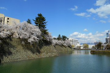 <p>Parit kastil dan sakura yang mekar di bawah langit biru</p>