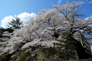 <p>Sakura yang mekar di dinding batu kastil Fukui</p>