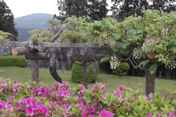 <p>Frames support wisteria trees that attract noisily buzzing bees</p>