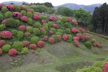 <p>The steep slopes are colorful with flowers now</p>