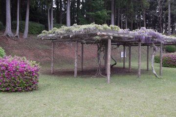 <p>Another frame of wiry wisteria trees</p>