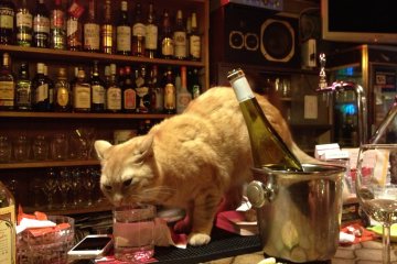 <p>Casual tipple.&nbsp;</p>