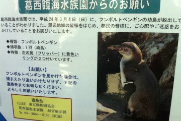 Escaped Penguin still at large in Tokyo Bay - a 'lost' poster