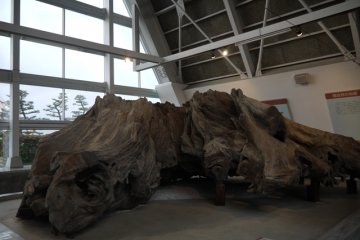 Japanese Cedar Tree
