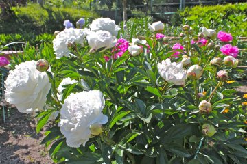 <p>Seasonal flowers surround the Peacock Aviary and hiking paths.</p>