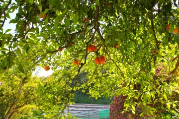 <p>The oranges were ripe and ready to pick inside the Peacock Aviary!</p>