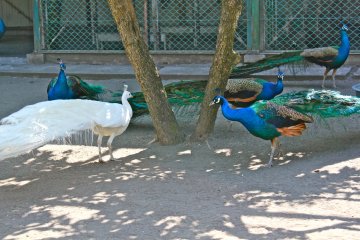 <p>There were many peacocks inside the aviary: white and the extravagant eye-spotted tail peacocks.</p>