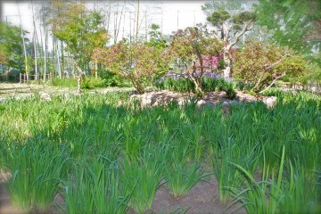 <p>In June, approximately 450 Japanese irises will bloom inside the peacock aviary.</p>