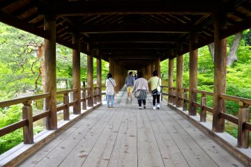 <p>Strolling between fresh green&nbsp;</p>