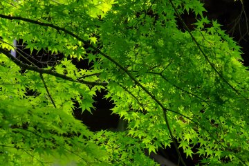 <p>Brilliant green</p>