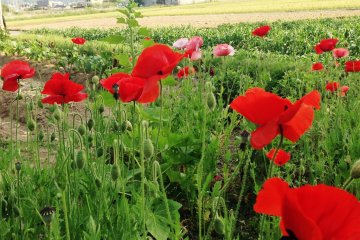 <p>Beautiful poppies by the cornfields of Mifune in subtropical Kumamoto Prefecture</p>