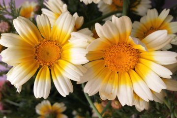 <p>Beautiful Daisies</p>