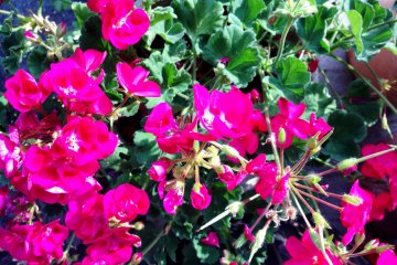 <p>Stunning purple pink flowers in Mifune</p>