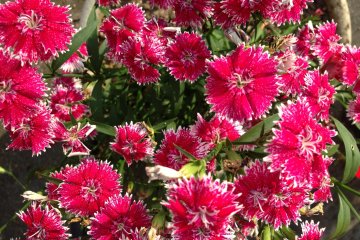 <p>Stunning Pink flowers of the Nadashiko&nbsp;family</p>