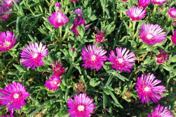 <p>Cosmos is a flower of balance and strength.</p>